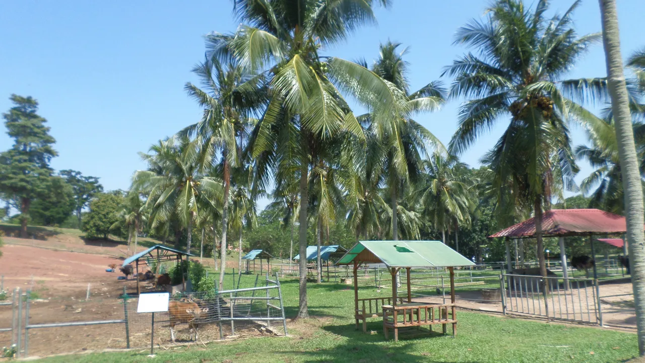 A tropical fruit farm with palm trees and picnic shelters in Melaka