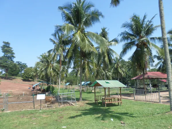 A tropical fruit farm with palm trees and picnic shelters in Melaka