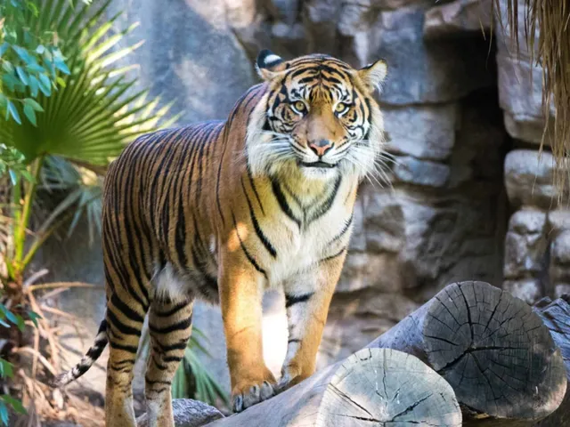 A Famosa Safari Wonderland