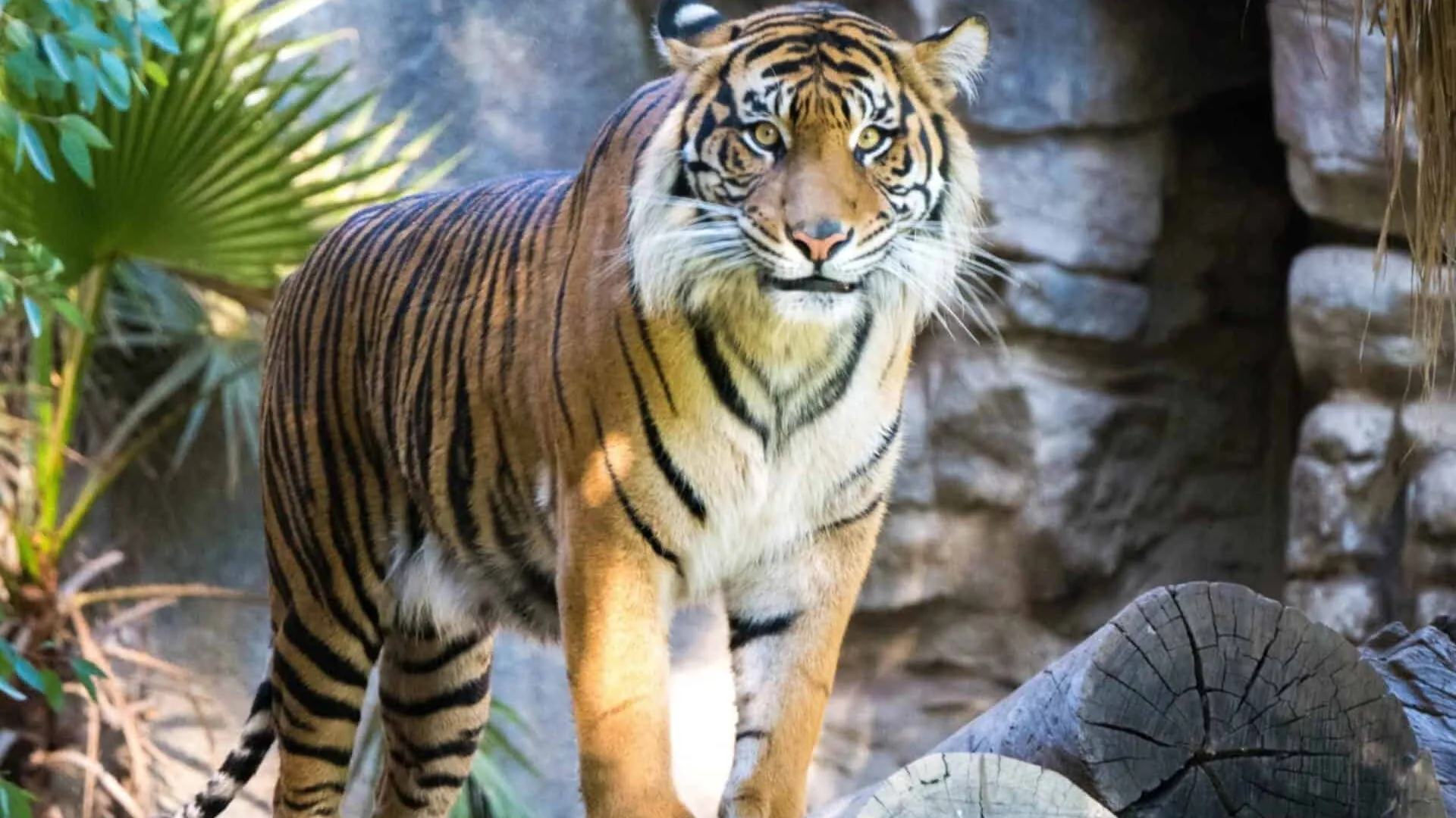 A Famosa Safari Wonderland