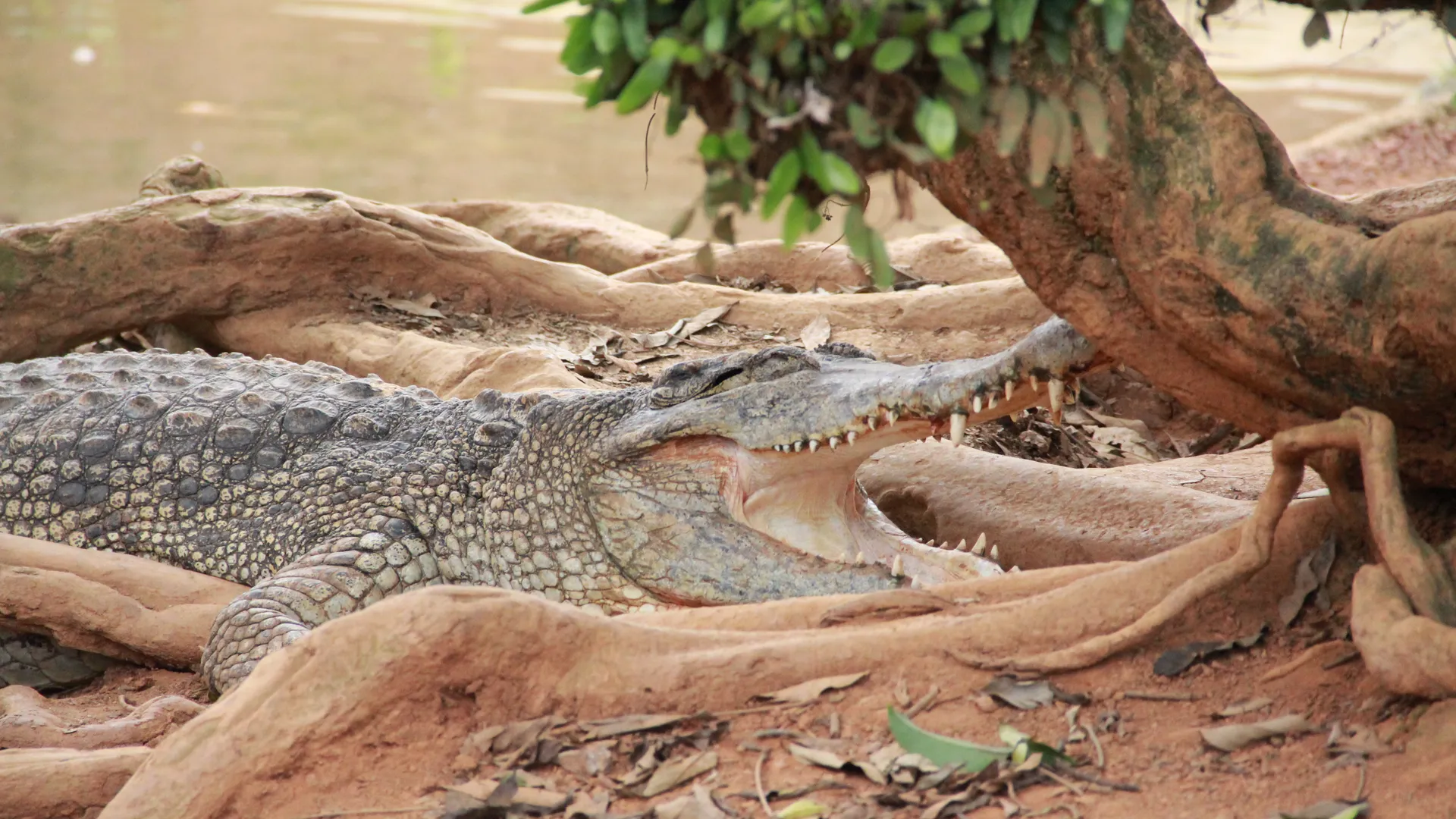 Crocodile at Melaka Crocodile and Recreation Park in Ayer Keroh